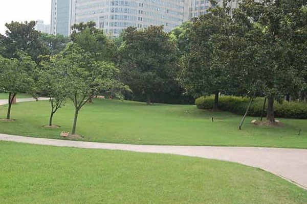 綠化養(yǎng)護(hù)如何成功移植植物？